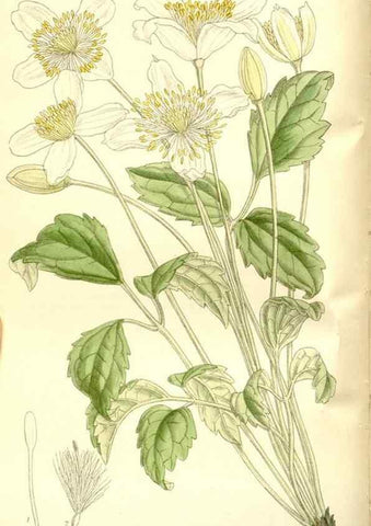 Reproducción/Reproduction 35247019503: Curtis's botanical magazine.. London ; New York [etc.] :Academic Press [etc.]