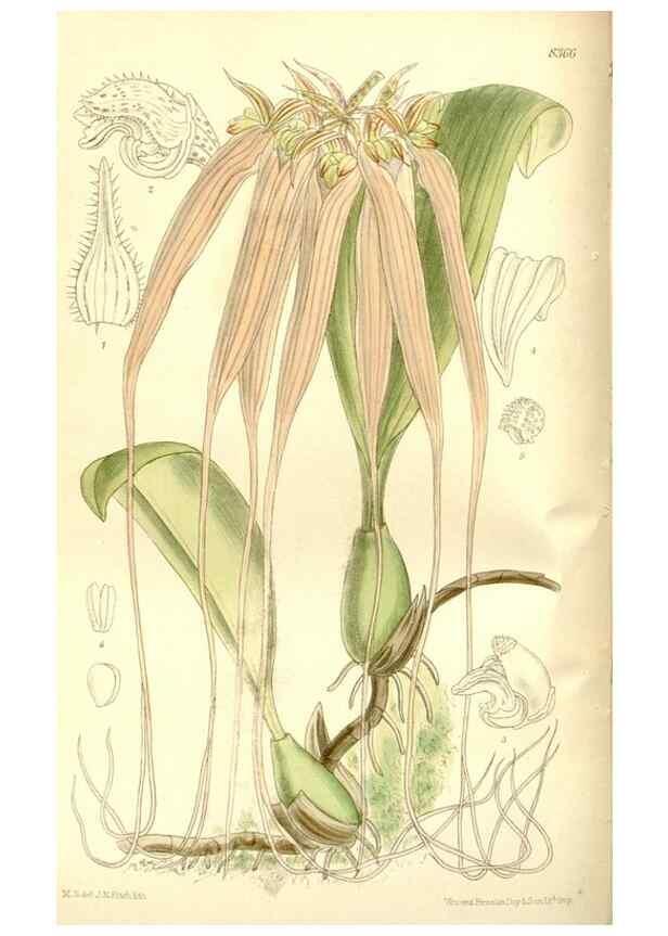 Reproducción/Reproduction 36014742256: Curtis's botanical magazine.. London ; New York [etc.] :Academic Press [etc.]
