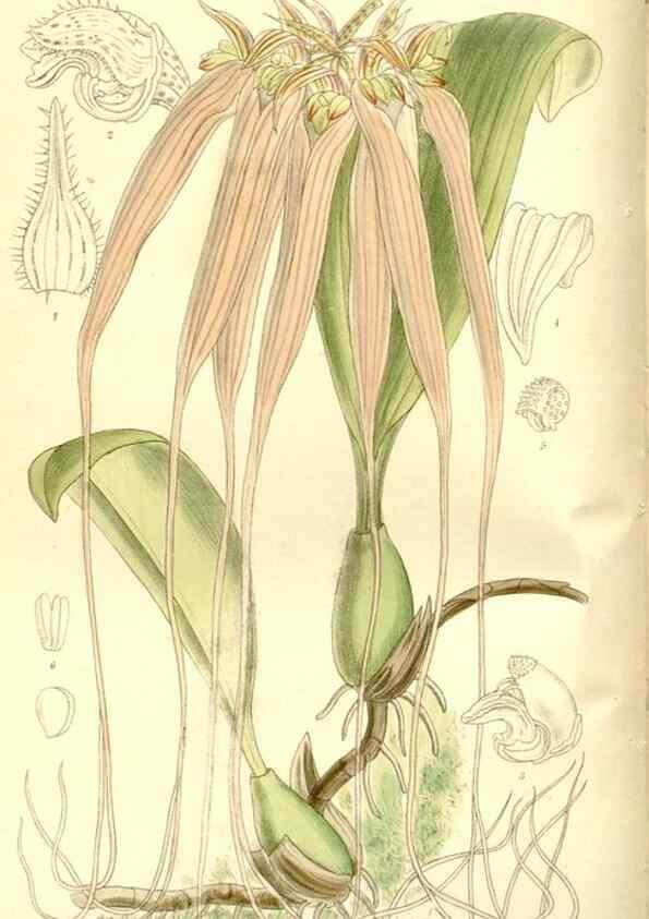 Reproducción/Reproduction 36014742256: Curtis's botanical magazine.. London ; New York [etc.] :Academic Press [etc.]