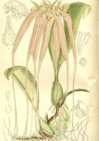 Reproducción/Reproduction 36014742256: Curtis's botanical magazine.. London ; New York [etc.] :Academic Press [etc.]