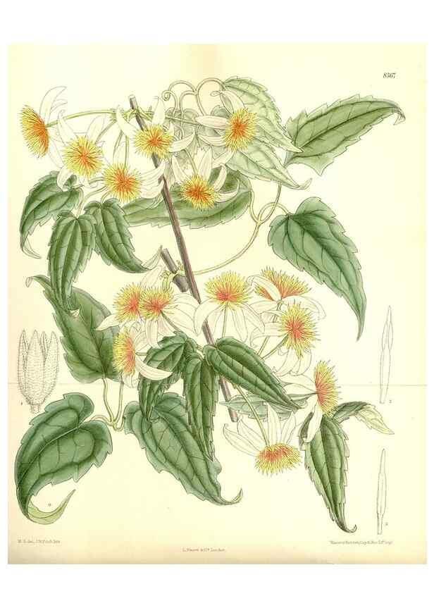 Reproducción/Reproduction 36014743866: Curtis's botanical magazine.. London ; New York [etc.] :Academic Press [etc.]
