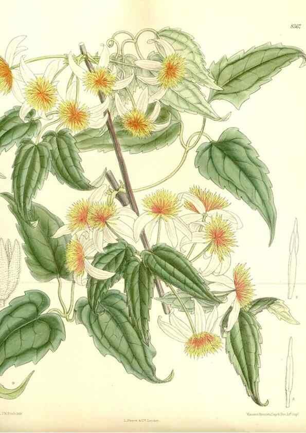 Reproducción/Reproduction 36014743866: Curtis's botanical magazine.. London ; New York [etc.] :Academic Press [etc.]