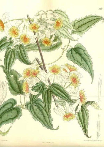 Reproducción/Reproduction 36014743866: Curtis's botanical magazine.. London ; New York [etc.] :Academic Press [etc.]