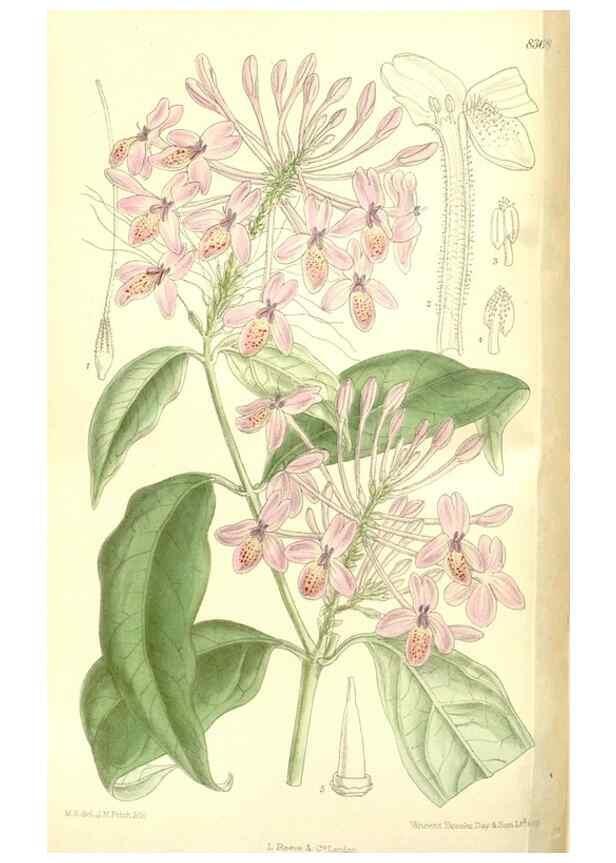 Reproducción/Reproduction 36014745916: Curtis's botanical magazine.. London ; New York [etc.] :Academic Press [etc.]