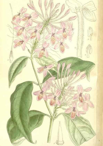 Reproducción/Reproduction 36014745916: Curtis's botanical magazine.. London ; New York [etc.] :Academic Press [etc.]