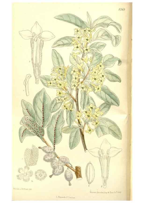 Reproducción/Reproduction 36014747436: Curtis's botanical magazine.. London ; New York [etc.] :Academic Press [etc.]