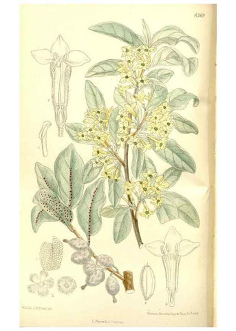 Reproducción/Reproduction 36014747436: Curtis's botanical magazine.. London ; New York [etc.] :Academic Press [etc.]
