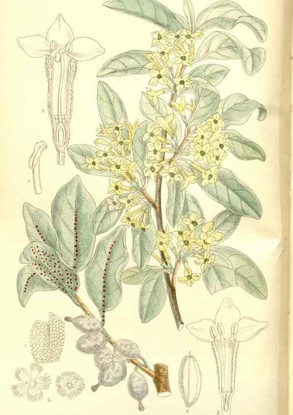 Reproducción/Reproduction 36014747436: Curtis's botanical magazine.. London ; New York [etc.] :Academic Press [etc.]
