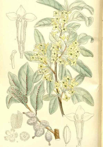 Reproducción/Reproduction 36014747436: Curtis's botanical magazine.. London ; New York [etc.] :Academic Press [etc.]