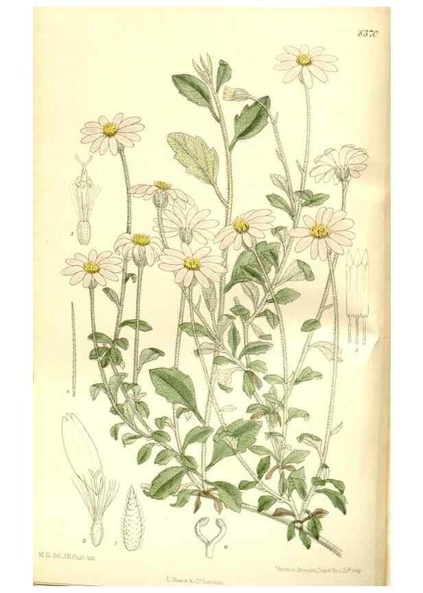 Reproducción/Reproduction 35247026413: Curtis's botanical magazine.. London ; New York [etc.] :Academic Press [etc.]