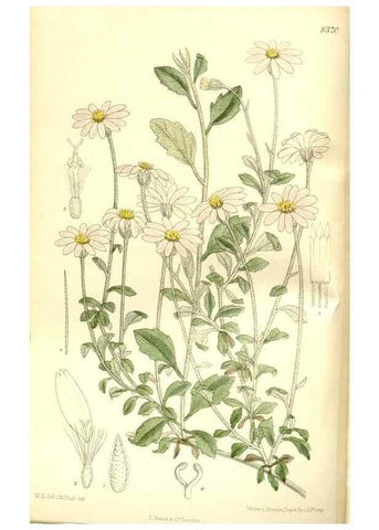 Reproducción/Reproduction 35247026413: Curtis's botanical magazine.. London ; New York [etc.] :Academic Press [etc.]
