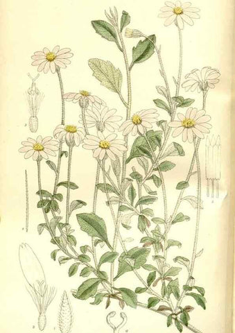 Reproducción/Reproduction 35247026413: Curtis's botanical magazine.. London ; New York [etc.] :Academic Press [etc.]