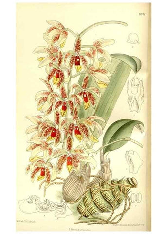 Reproducción/Reproduction 36056193245: Curtis's botanical magazine.. London ; New York [etc.] :Academic Press [etc.]