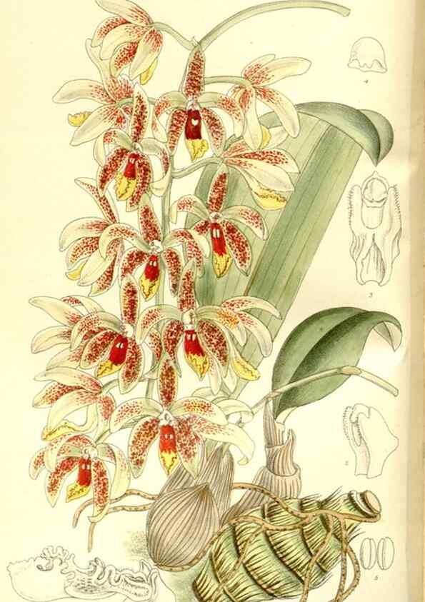 Reproducción/Reproduction 36056193245: Curtis's botanical magazine.. London ; New York [etc.] :Academic Press [etc.]