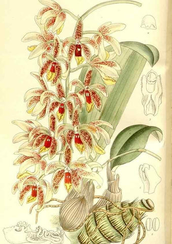 Reproducción/Reproduction 36056193245: Curtis's botanical magazine.. London ; New York [etc.] :Academic Press [etc.]