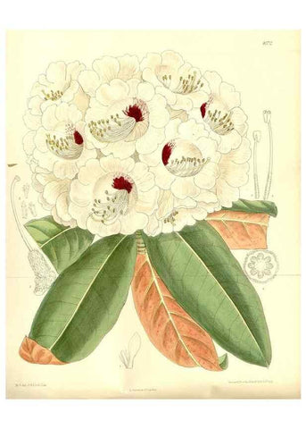 Reproducción/Reproduction 36056194205: Curtis's botanical magazine.. London ; New York [etc.] :Academic Press [etc.]