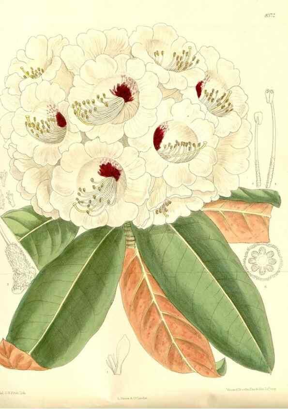 Reproducción/Reproduction 36056194205: Curtis's botanical magazine.. London ; New York [etc.] :Academic Press [etc.]