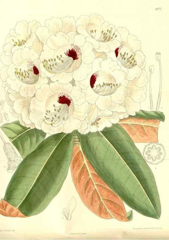 Reproducción/Reproduction 36056194205: Curtis's botanical magazine.. London ; New York [etc.] :Academic Press [etc.]