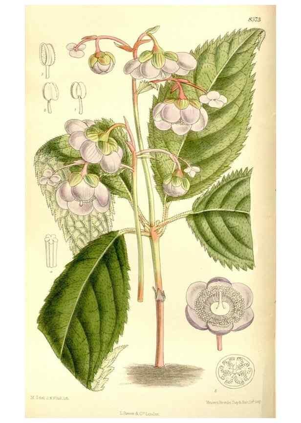 Reproducción/Reproduction 36056195495: Curtis's botanical magazine.. London ; New York [etc.] :Academic Press [etc.]