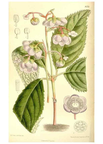 Reproducción/Reproduction 36056195495: Curtis's botanical magazine.. London ; New York [etc.] :Academic Press [etc.]