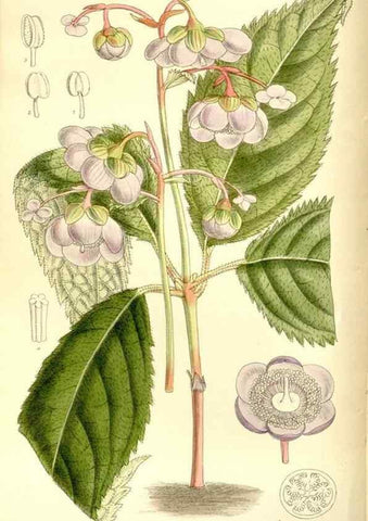 Reproducción/Reproduction 36056195495: Curtis's botanical magazine.. London ; New York [etc.] :Academic Press [etc.]