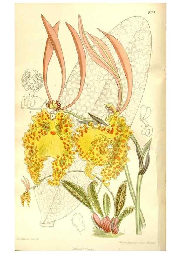 Reproducción/Reproduction 36056196315: Curtis's botanical magazine.. London ; New York [etc.] :Academic Press [etc.]