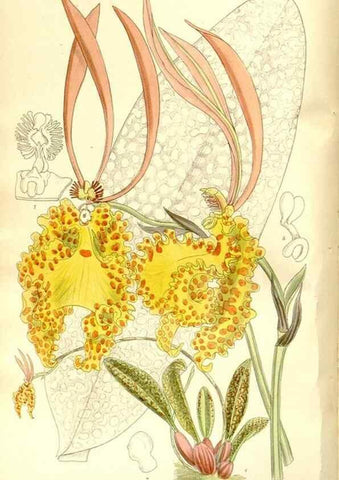 Reproducción/Reproduction 36056196315: Curtis's botanical magazine.. London ; New York [etc.] :Academic Press [etc.]