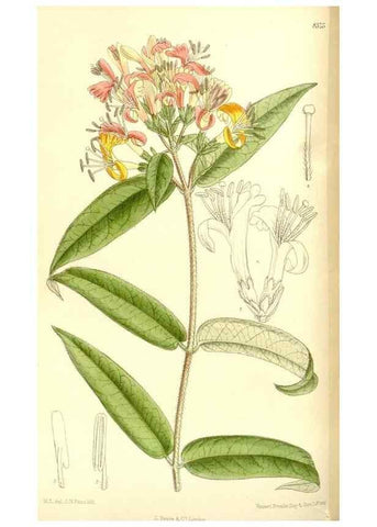 Reproducción/Reproduction 36056197245: Curtis's botanical magazine.. London ; New York [etc.] :Academic Press [etc.]