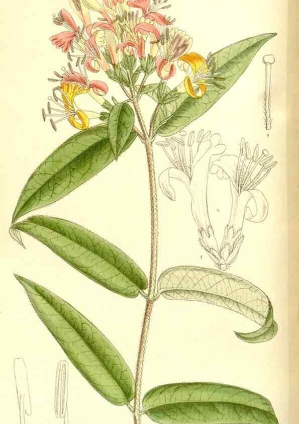 Reproducción/Reproduction 36056197245: Curtis's botanical magazine.. London ; New York [etc.] :Academic Press [etc.]