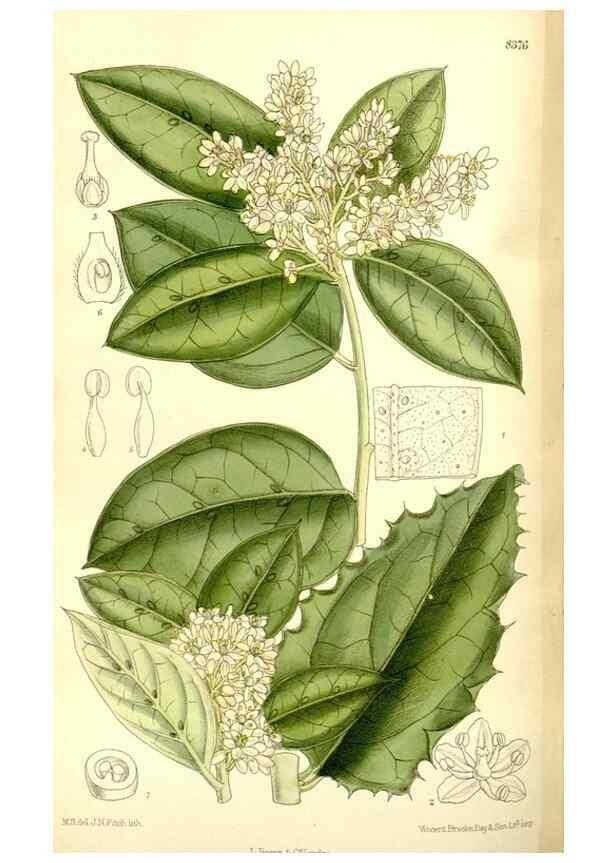 Reproducción/Reproduction 36056198695: Curtis's botanical magazine.. London ; New York [etc.] :Academic Press [etc.]