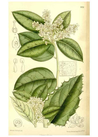 Reproducción/Reproduction 36056198695: Curtis's botanical magazine.. London ; New York [etc.] :Academic Press [etc.]