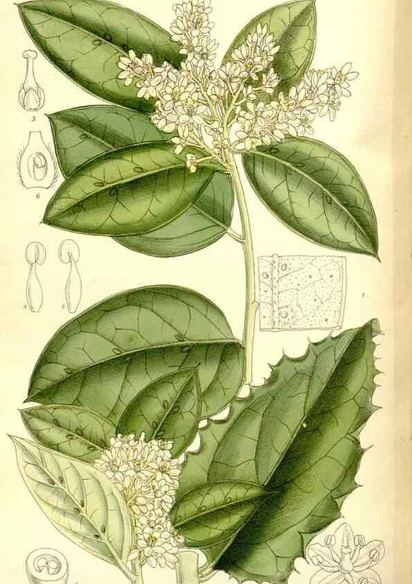 Reproducción/Reproduction 36056198695: Curtis's botanical magazine.. London ; New York [etc.] :Academic Press [etc.]