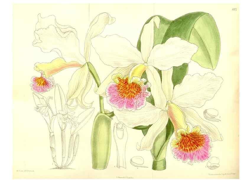 Reproducción/Reproduction 35884817952: Curtis's botanical magazine.. London ; New York [etc.] :Academic Press [etc.]