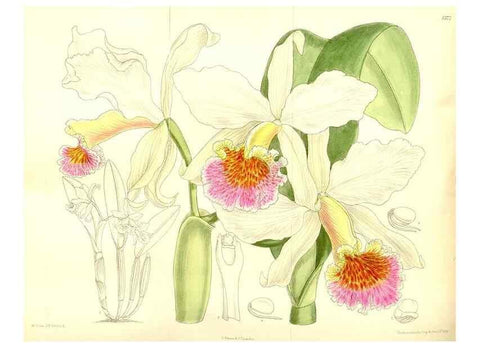 Reproducción/Reproduction 35884817952: Curtis's botanical magazine.. London ; New York [etc.] :Academic Press [etc.]