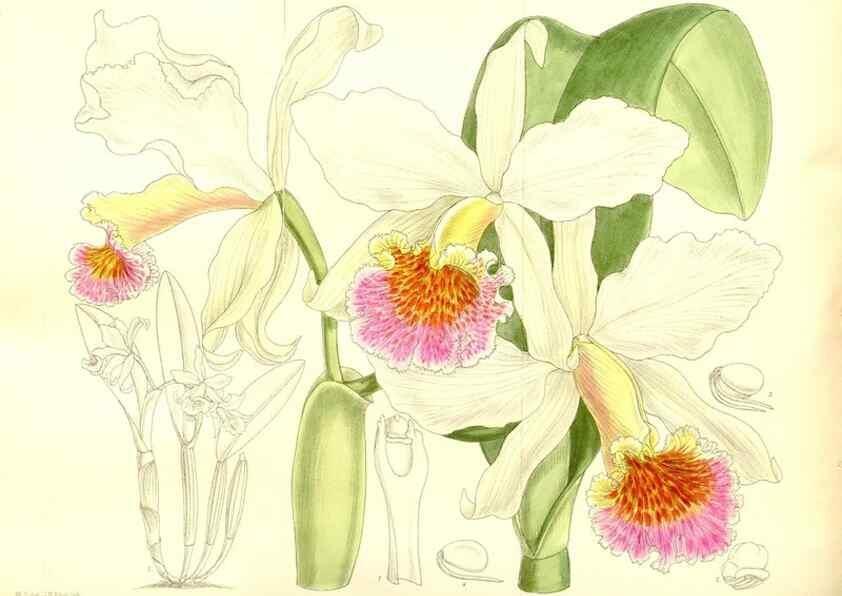 Reproducción/Reproduction 35884817952: Curtis's botanical magazine.. London ; New York [etc.] :Academic Press [etc.]