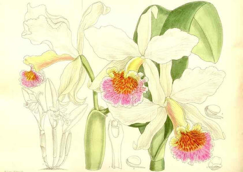 Reproducción/Reproduction 35884817952: Curtis's botanical magazine.. London ; New York [etc.] :Academic Press [etc.]