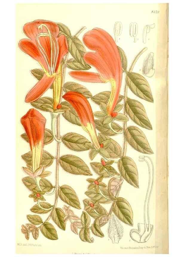 Reproducción/Reproduction 35247034353: Curtis's botanical magazine.. London ; New York [etc.] :Academic Press [etc.]