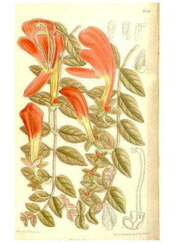 Reproducción/Reproduction 35247034353: Curtis's botanical magazine.. London ; New York [etc.] :Academic Press [etc.]