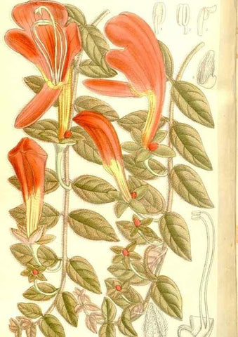 Reproducción/Reproduction 35247034353: Curtis's botanical magazine.. London ; New York [etc.] :Academic Press [etc.]