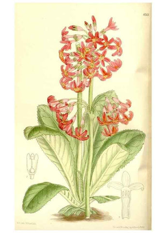Reproducción/Reproduction 35247016803: Curtis's botanical magazine.. London ; New York [etc.] :Academic Press [etc.]