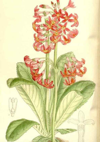Reproducción/Reproduction 35247016803: Curtis's botanical magazine.. London ; New York [etc.] :Academic Press [etc.]
