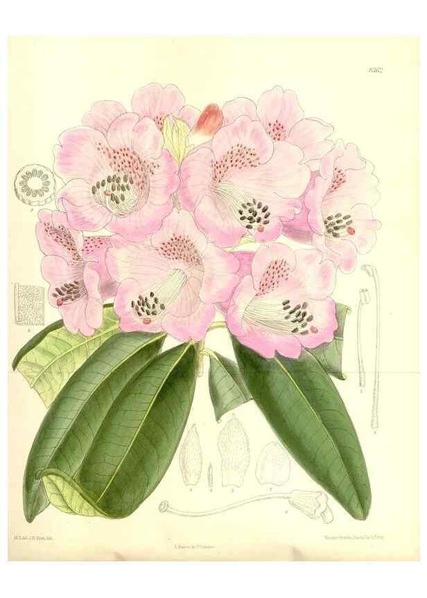 Reproducción/Reproduction 36056173385: Curtis's botanical magazine.. London ; New York [etc.] :Academic Press [etc.]