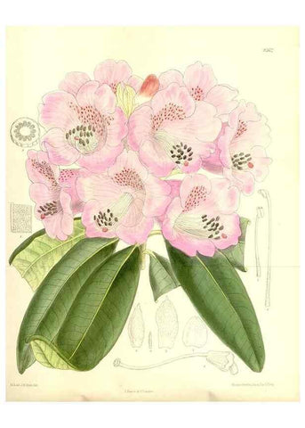 Reproducción/Reproduction 36056173385: Curtis's botanical magazine.. London ; New York [etc.] :Academic Press [etc.]