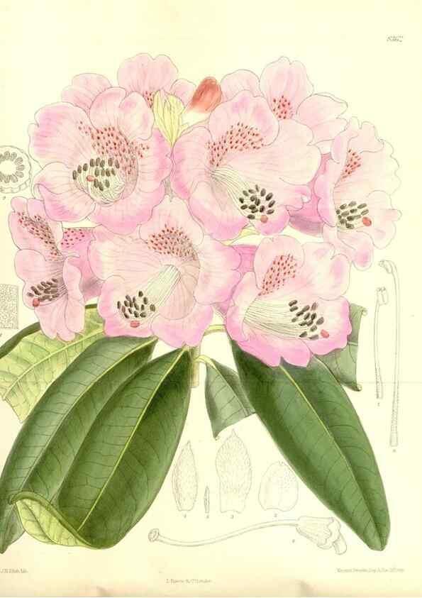 Reproducción/Reproduction 36056173385: Curtis's botanical magazine.. London ; New York [etc.] :Academic Press [etc.]