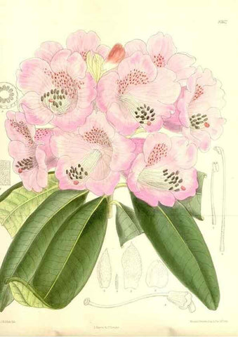 Reproducción/Reproduction 36056173385: Curtis's botanical magazine.. London ; New York [etc.] :Academic Press [etc.]