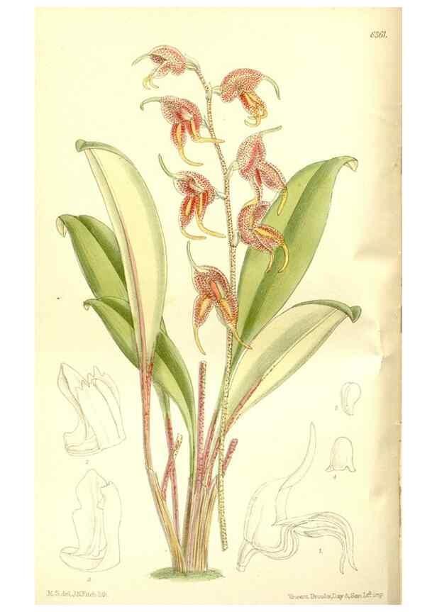 Reproducción/Reproduction 35666461570: Curtis's botanical magazine.. London ; New York [etc.] :Academic Press [etc.]