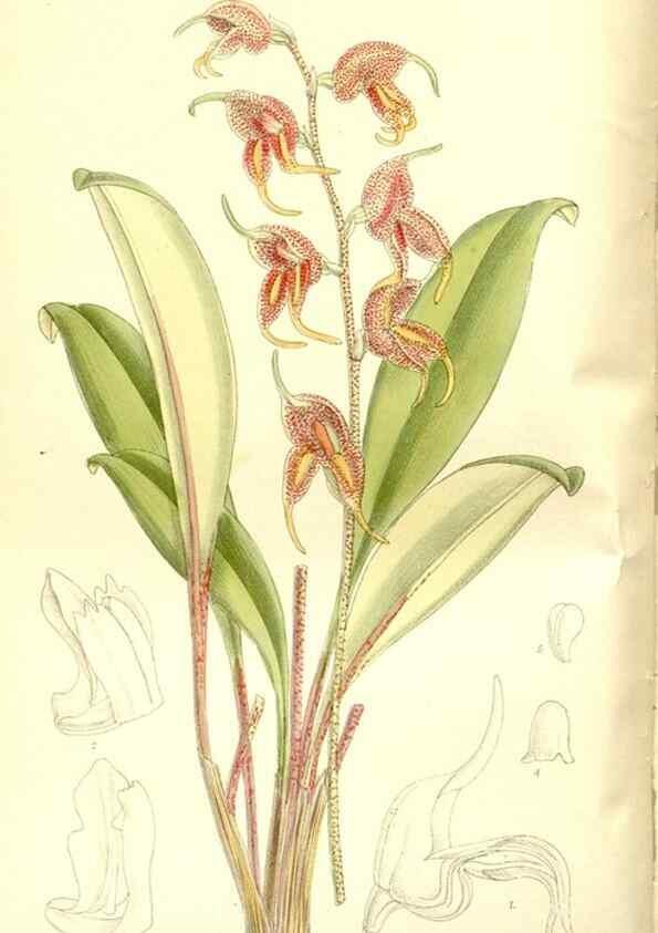 Reproducción/Reproduction 35666461570: Curtis's botanical magazine.. London ; New York [etc.] :Academic Press [etc.]