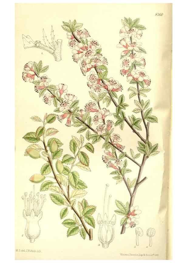 Reproducción/Reproduction 35666459120: Curtis's botanical magazine.. London ; New York [etc.] :Academic Press [etc.]