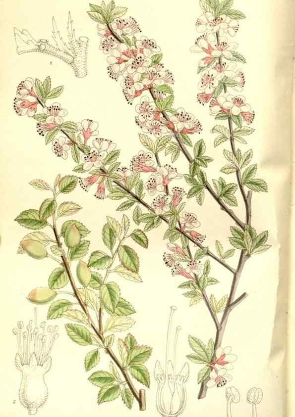 Reproducción/Reproduction 35666459120: Curtis's botanical magazine.. London ; New York [etc.] :Academic Press [etc.]