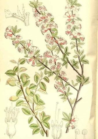 Reproducción/Reproduction 35666459120: Curtis's botanical magazine.. London ; New York [etc.] :Academic Press [etc.]